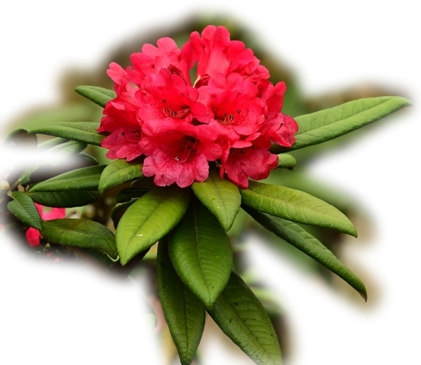 maha rath mala central provincial flower